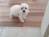 HARIKA MALTESE TERRIER YAVRULAR