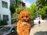 YAVRU PATİLERDEN 3 AYLIK DİŞİ TOY POODLE YAVRUSU 