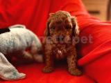 RED TOY POODLE YAVRULARI 