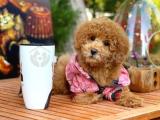 Red Toy Poodle Yavrularımız