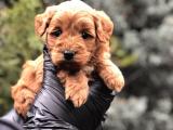 Orjinal red brown Maltıpoo