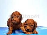 MÜKEMMEL KALİTEDE TOY POODLE YAVRU  