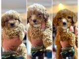 0 numara özel renk toy Poodle bebeklerimiz 