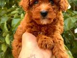 Red Dişi Toy Poodle Yavrular