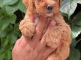 Safkan red toy poodle yavrumuz