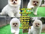 Safkan Pomeranian BOO Teddybear Teddyface Ayı surat A plus Yarışma duzeyinde