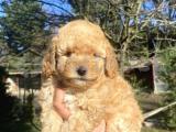 IRK VE SAĞLIK GARANTİLİ TOY POODLE BEBEKLER 