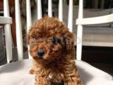 teacup red toy poodle bebeğimiz