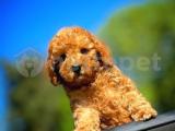 Enn Güzelinden Toy Poodle yavrumuz 