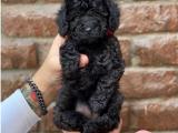 Siyah black dişi 4 toy poodle yavrumuz