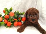 Anne altından safkan Toy Poodle 