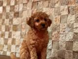 KOYU APRİCOT MİNİ TOY POODLE BEBEKLER