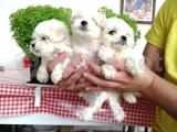 Orijinal ırk ve sağlık garantili 0 numara maltese terrier yavruları 