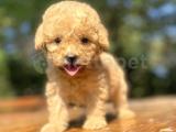 IRK VE SAĞLIK GARANTİLİ TOY POODLE BEBEKLER