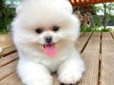 POMERANİAN BOO TEDDY BEAR PAMUK 