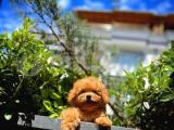 Yavru Patiler'den Erkek Red Toy Poodle Yavrusu