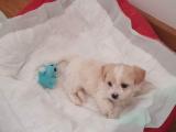 Orjinal maltipoo 2 aylık