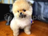 2.5 Aylık Teacup Boy Dişi Pomeranian Yavrumuz/ İnstagram: pomeranianboodunyasi_