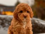 MİNİ TOY POODLE YAVRUMUZ