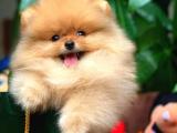 Irk ve Sağlık Garantili Pomeranian Boo Yavrularımız