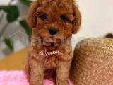 Sağlık ve ırk garantili red toy poodle yavru @catboyssss da