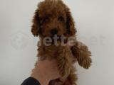 Toy toy poodle