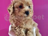 TATLI TOY POODLE