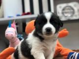 havanes terrier GELMİŞTİR MAĞAZAMIZA