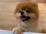 Teddyface Pomeranian