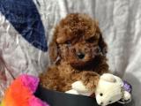 TEACUP POODLE YAVRUMUZ