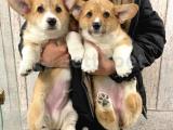 TÜRKİYEDE WELSH CORGİ YAVRULARIMIZ