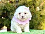 Tatlı Maltese Terrier Yavrularımız Dişi & Erkek 