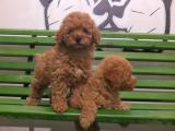 APRİCOT TOY POODLE YAVRULARIMIZ IRK VE SAĞLIK GARANTİLİ