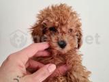 Minik poodle