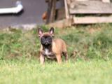 Mükemmel kalite french bulldog