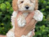 Apricot kayısı renk toy poodle yavrumuz