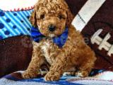 SAĞLIK VE IRK GARANTİLİ RED TOY POODLE YAVRUM PİKSEL