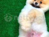 Yarışma düzeyinde Pomeranian Boo yavrumuz 