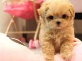 mini maltipoo