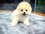 Minik Neşe Kaynağı Pomeranian Boo Yavrularımız