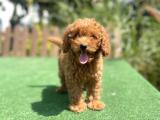 Show Kalite Toy Poodle Yavrularimiz