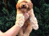 4 aylık erkek apricot toy poodle yavrumuz 