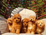 Güzellikleri ile birbirleri ile  yarış içerisinde olan Toy poodle yavrularımız