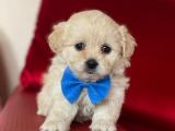 Sevimli Maltipoo Yavrularımız