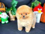 Ayı Surat Pomeranian Boo Yavrularımız 