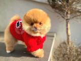 Irk ve sağlık garantili pomeranian boo yavrularımız