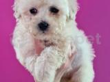 Maltipoo