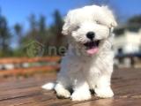 ORJİNAL MALTESE TERRİER