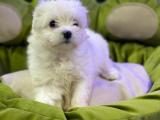 TEACUP MALTESE TERRİER YAVRUMUZ