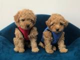 Kusursuz apricot toy poodle yavrularımız